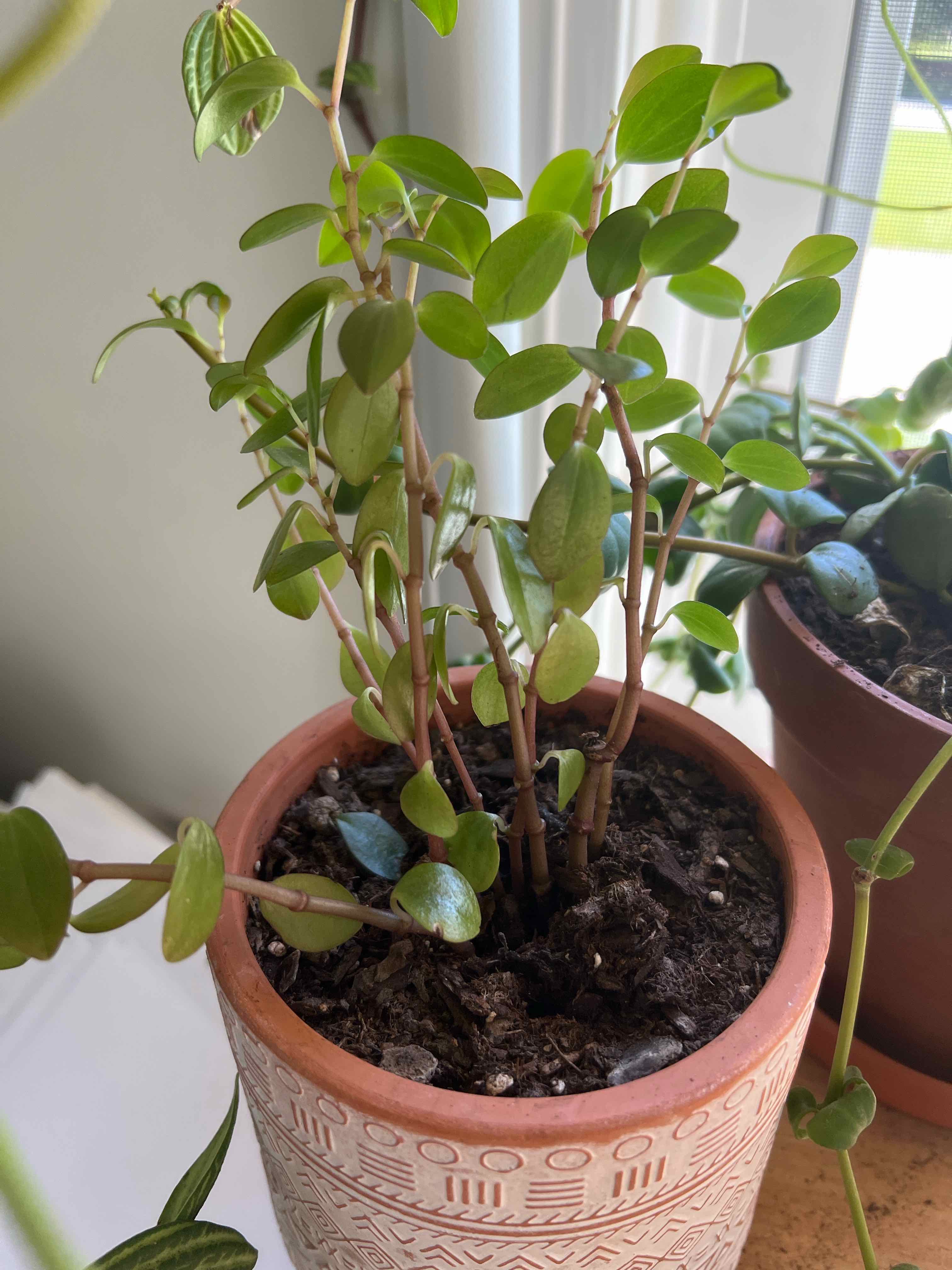 Photo of the plant species Peperomia 'Bamboo Stalks' by @Amsetting named Kaguya Hime on Greg, the plant care app