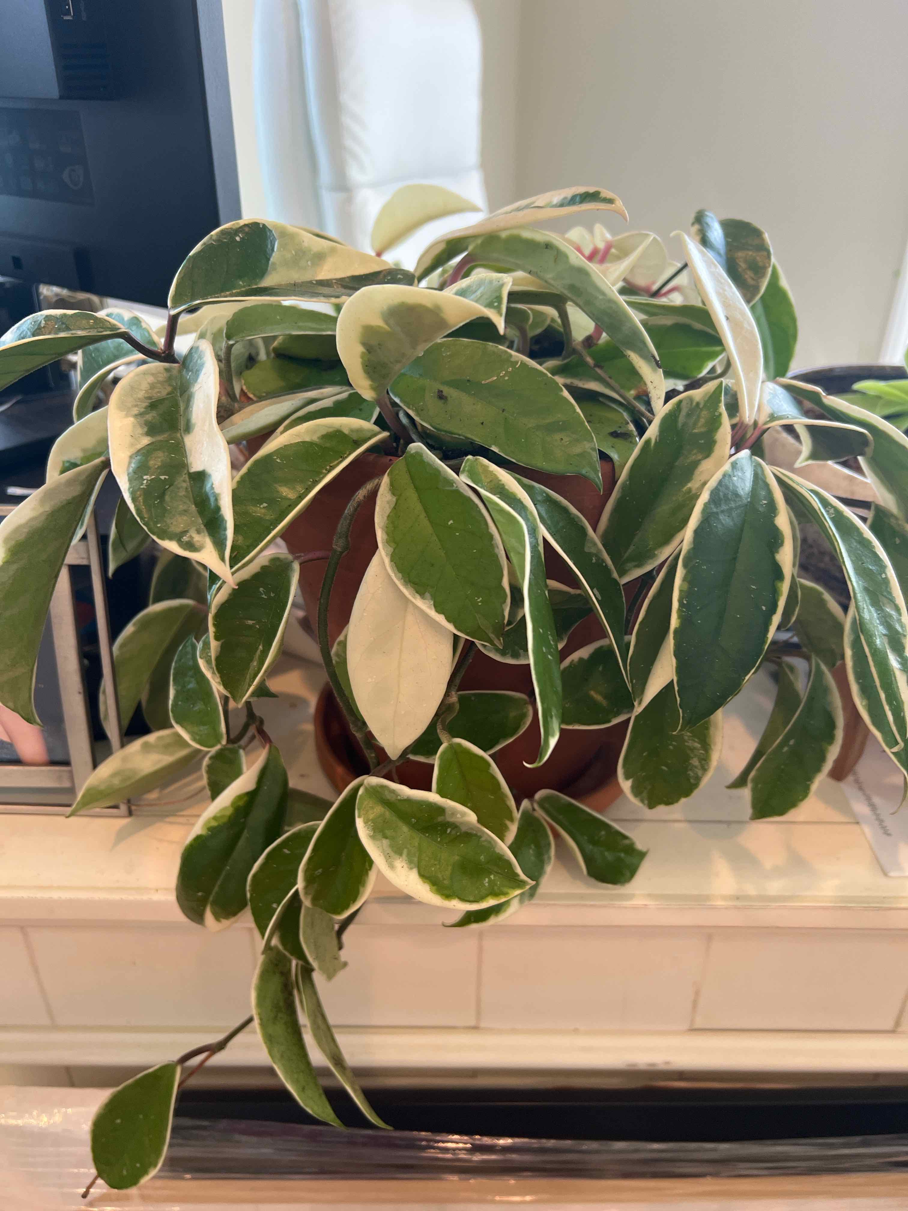Hoya Carnosa Tricolor plant with variegated leaves in a pot indoors.