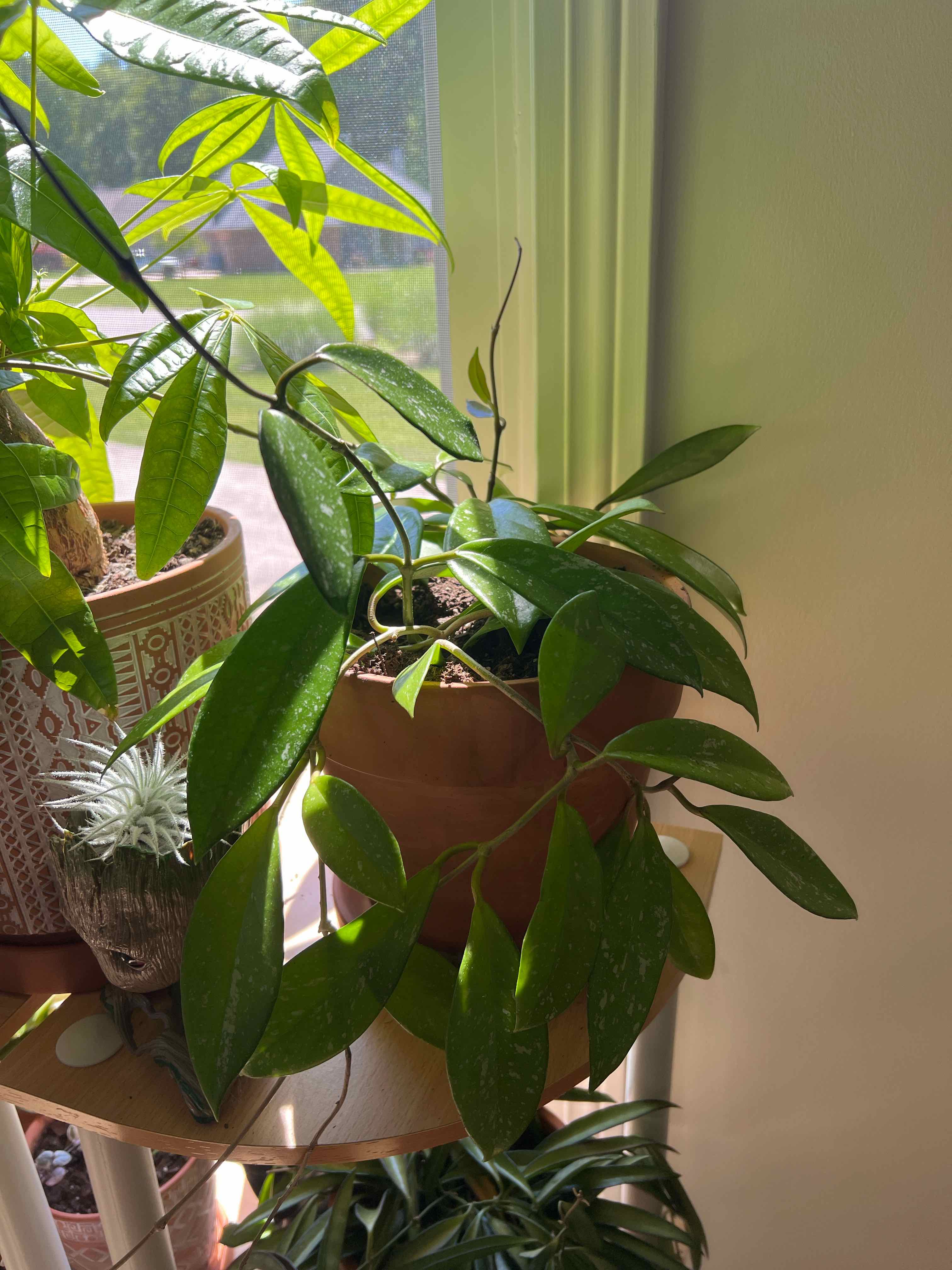 Hoya Pubicalyx plant in a pot on a shelf near a window, with healthy green leaves.