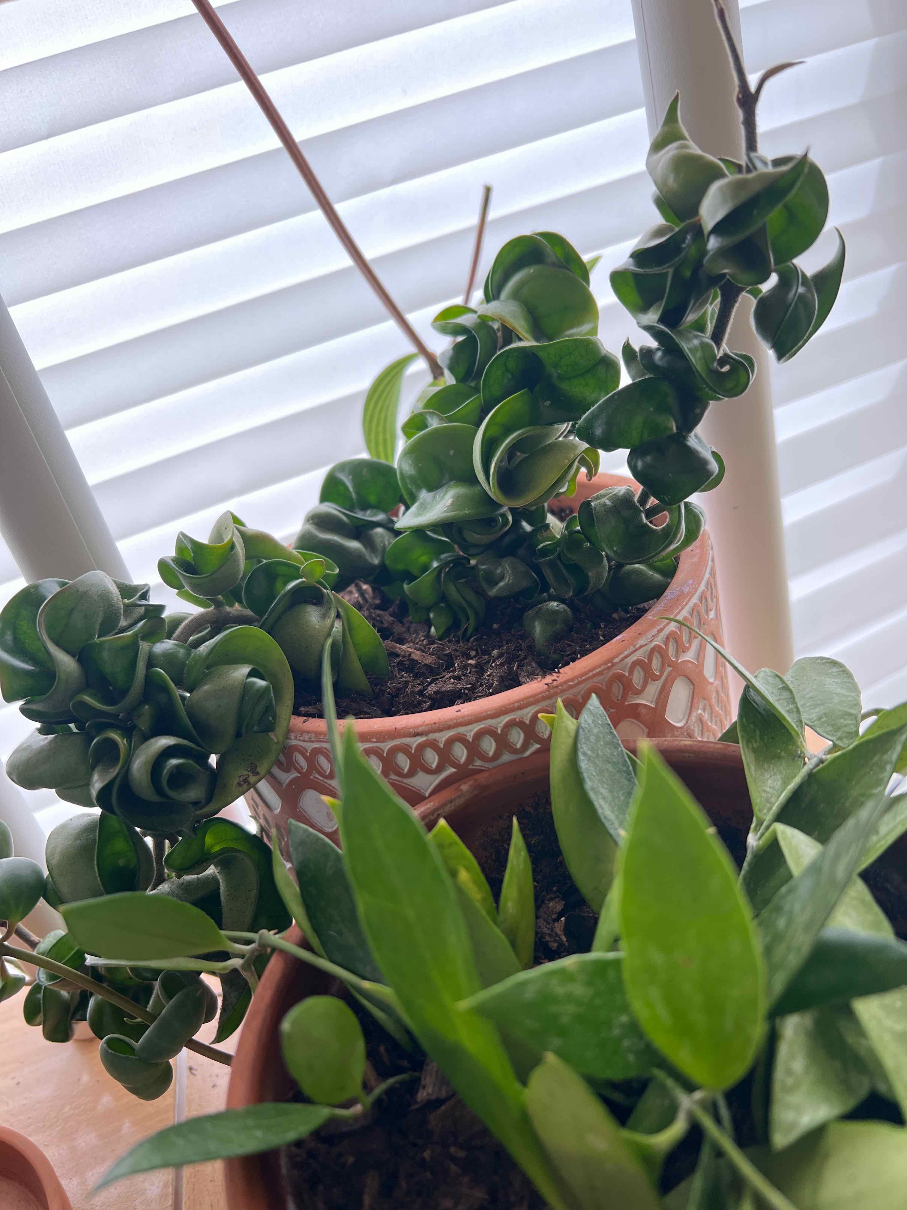 Photo of the plant species Hoya carnosa 'Compacta' by @Amsetting named Brahma on Greg, the plant care app