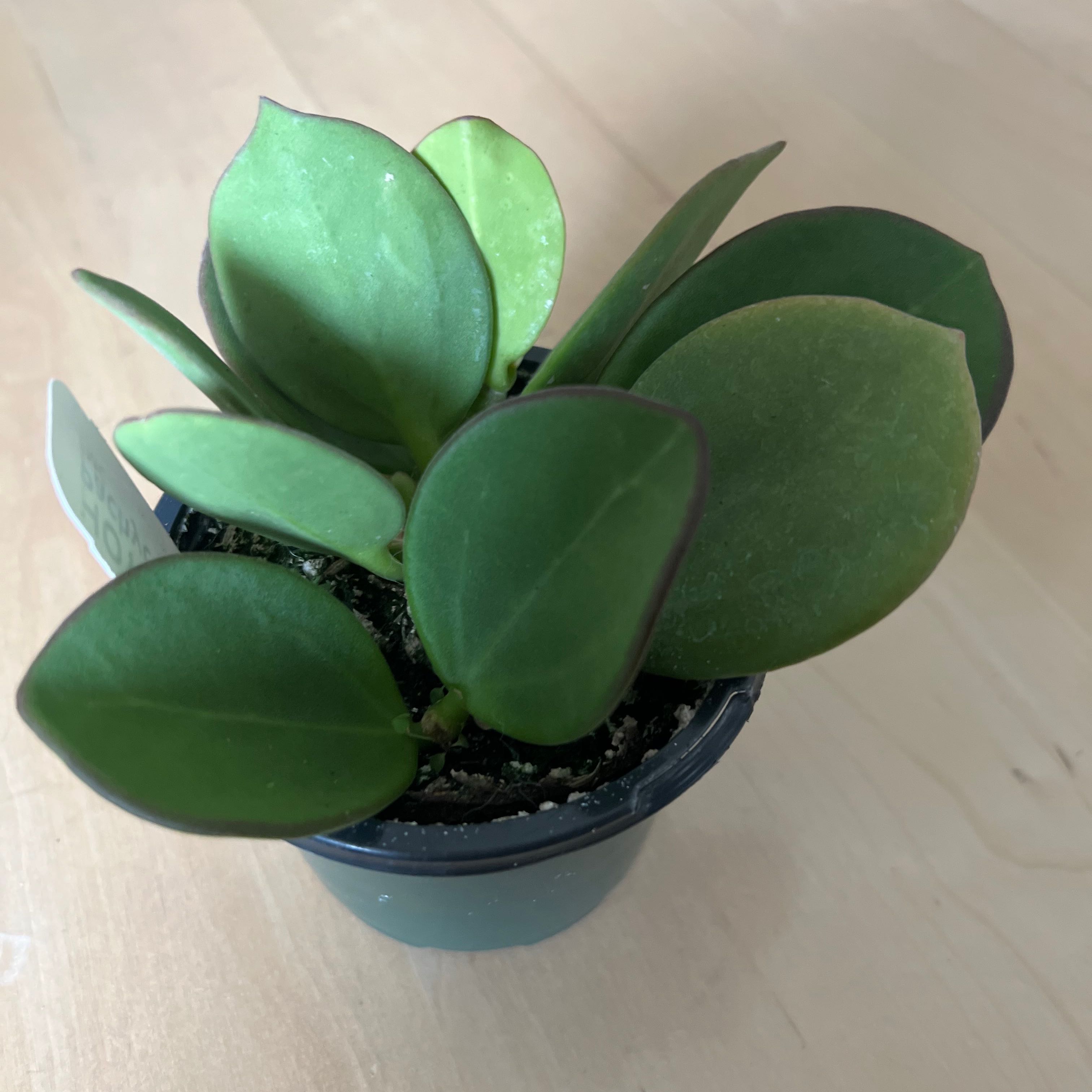 Wax Plant uploaded to the Greg plant app by @Amsetting