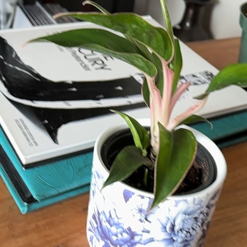 Photo of the plant species Suksom Jaipong by @DisarmingPinoak named Surya on Greg, the plant care app