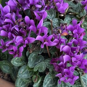 Photo of the plant species Cyclamen by @FreeRockfig named Cleopatra on Greg, the plant care app