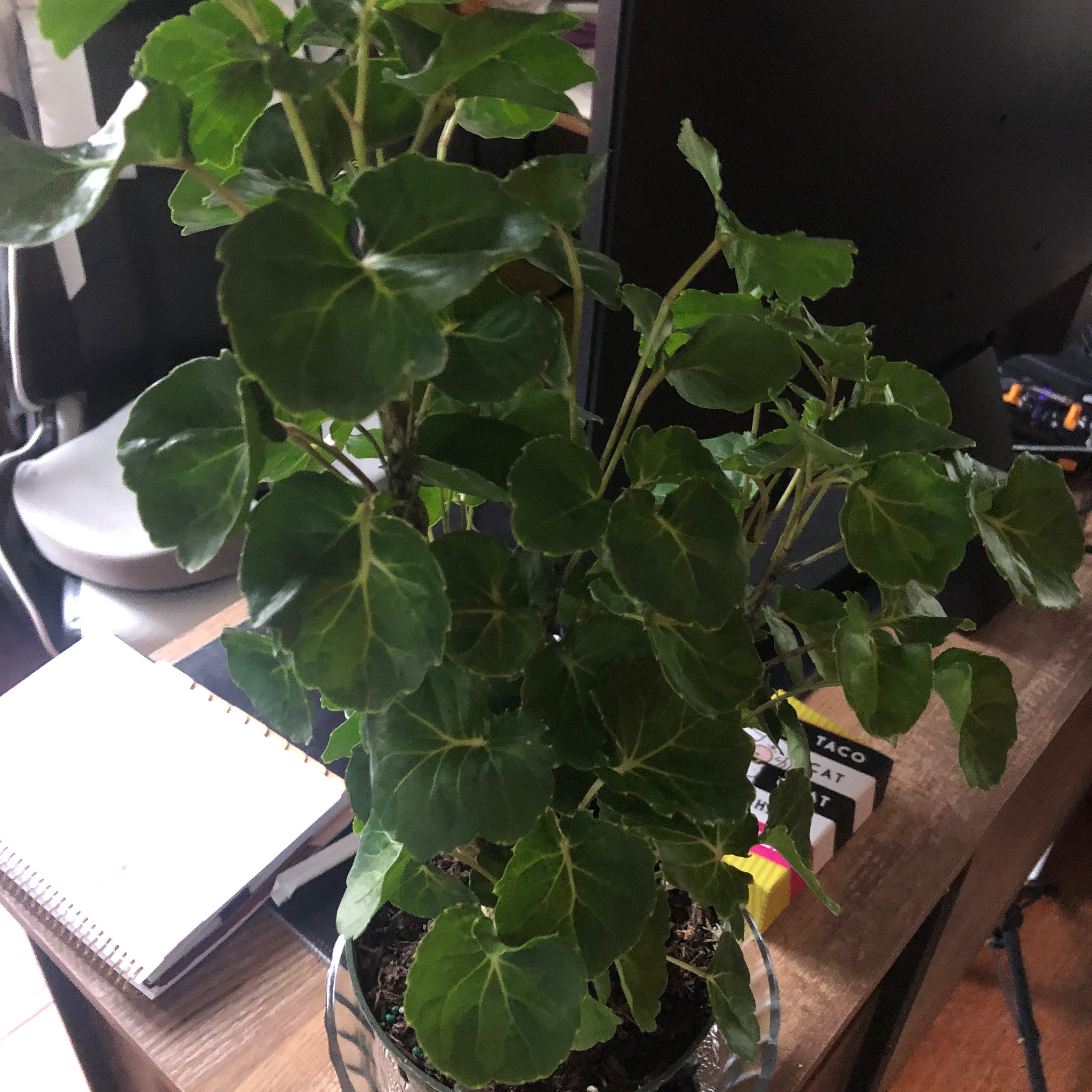 Plant care for Aralia on Greg, the plant care app