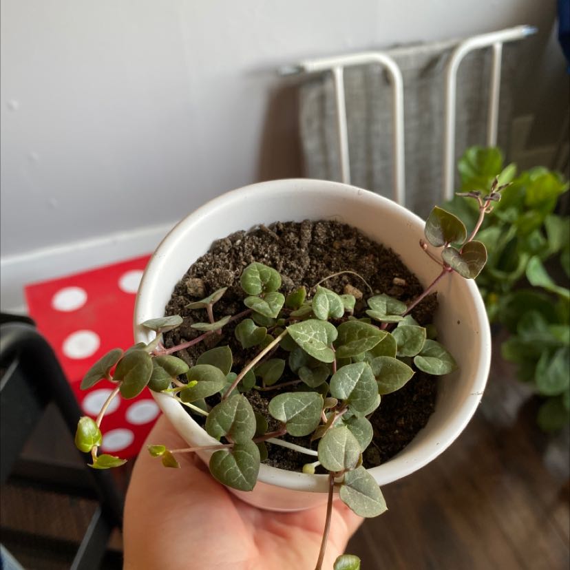 Photo of the plant species String of Hearts by @Alyssaboese named Hearts on Greg, the plant care app