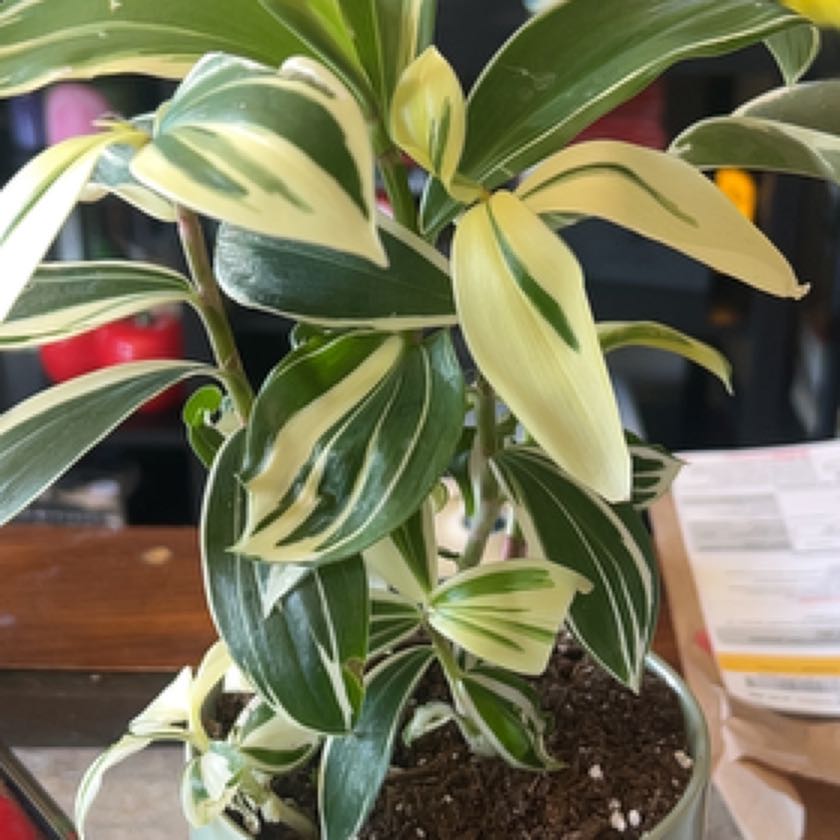 Photo of the plant species Variegated Spiral Ginger by @DollRuby named Winston on Greg, the plant care app