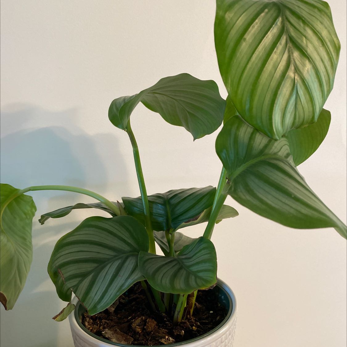 Calathea Orbifolia plant in a pot with healthy green leaves.
