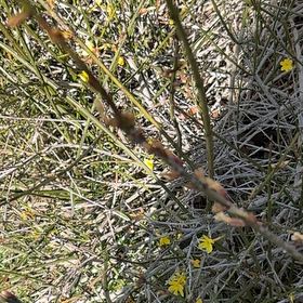 Photo of the plant species Winter Jasmine by @DeanRadish named Lola on Greg, the plant care app