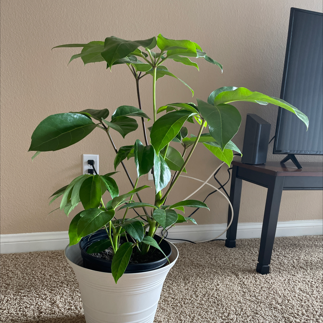 Healthy Octopus Tree (Schefflera actinophylla) in a white pot with vibrant green leaves.