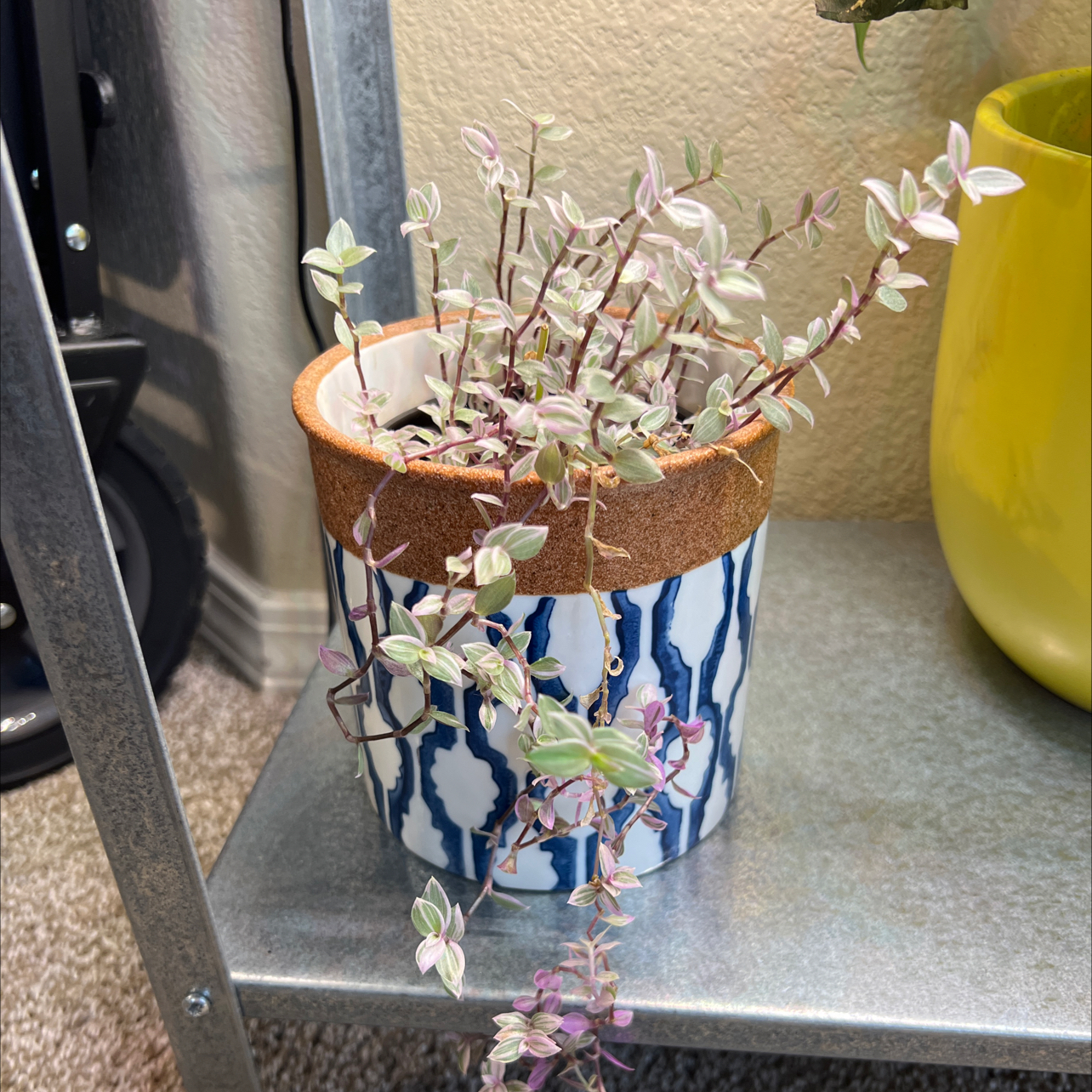 Pink Panther Tradescantia plant in a decorative pot with vibrant leaves.