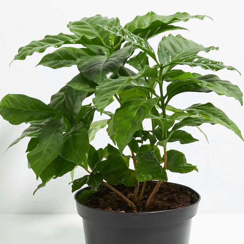 Photo of the plant species Arabian Coffee Plant by @313greenthumb named Arabic Coffee Plant on Greg, the plant care app