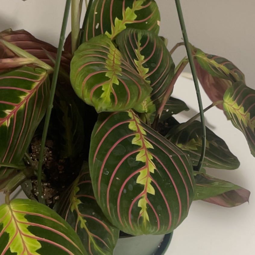 Photo of the plant species Marantha Red by @CupidsGarden named America on Greg, the plant care app