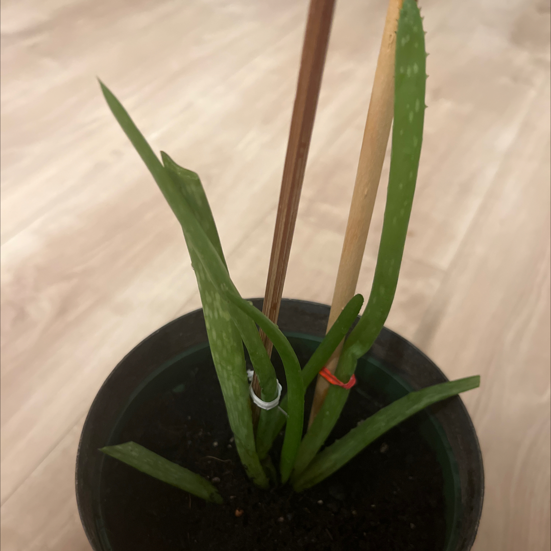 Aloe vera plant photo by @Msruiz named Lindsey on Greg, the plant care app.