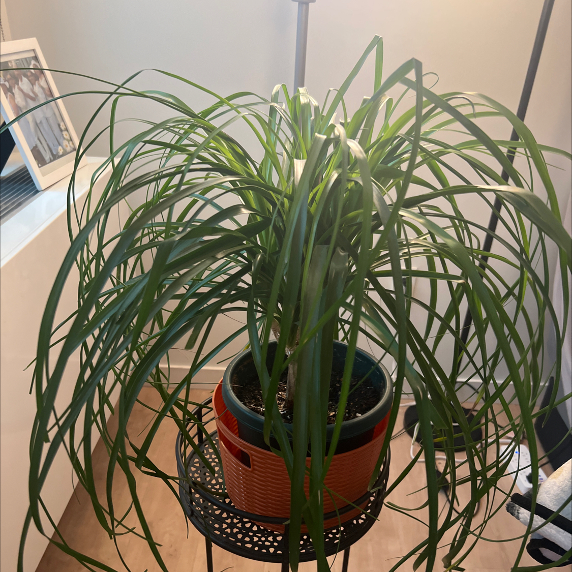 Bottle Palm Tree plant photo by @Msruiz named BRIONY on Greg, the plant care app.