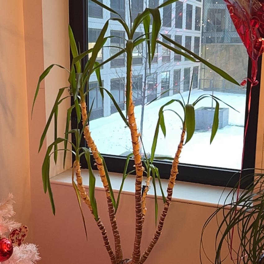 Photo of the plant species Spineless Yucca 'Puck' by @Msruiz named Momma Dear on Greg, the plant care app