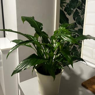 Peace Lily plant in Madrid, Community of Madrid