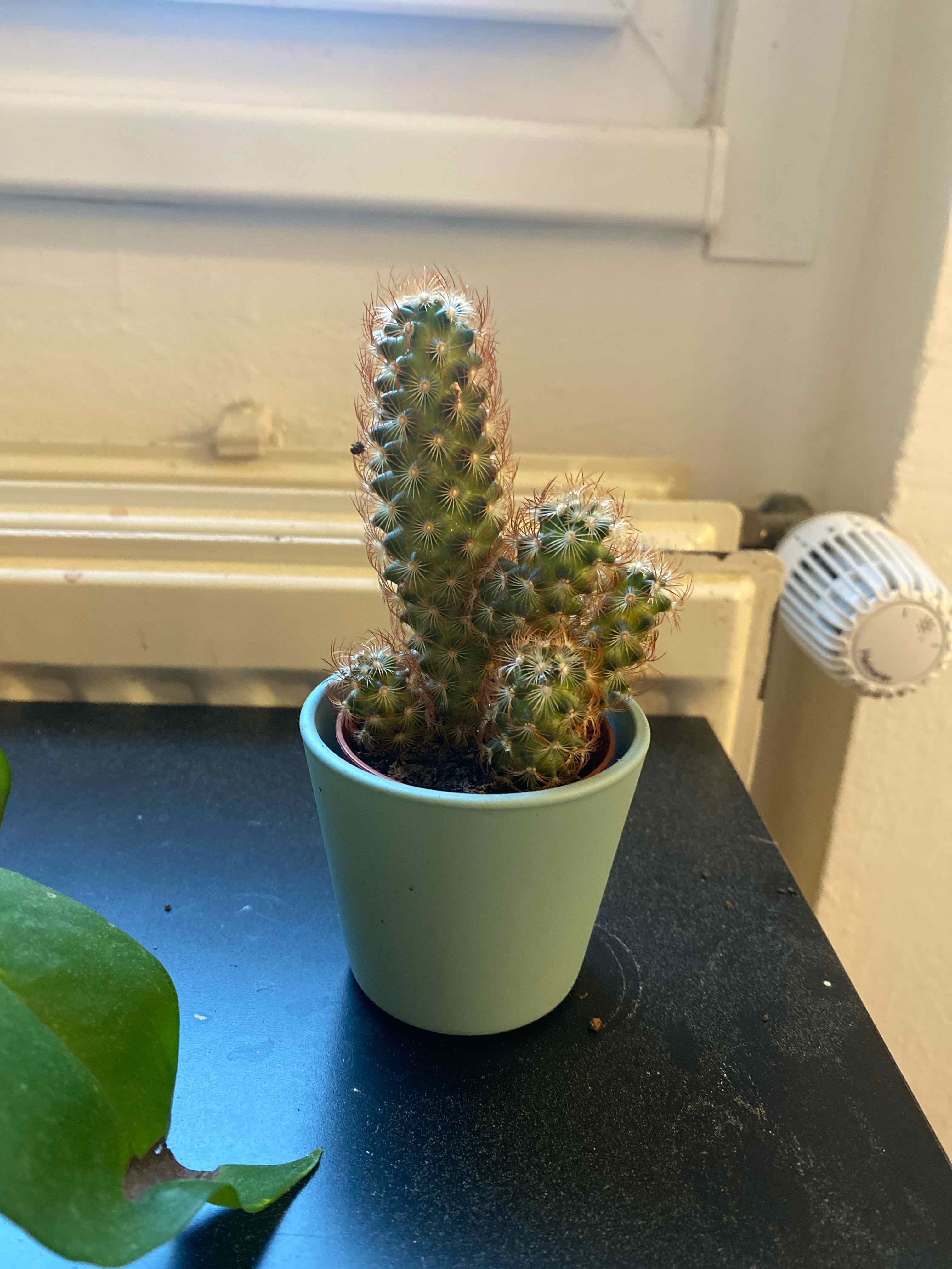 Lady Finger Cactus 'Copper King' in a small pot on a dark surface.