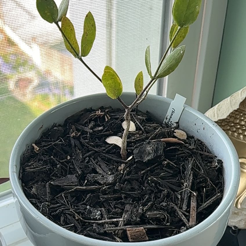 Photo of the plant species Goatnut by @ClearcutChia named Xena on Greg, the plant care app