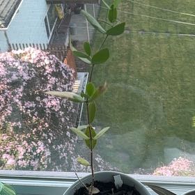 Photo of the plant species Goatnut by @ClearcutChia named Lola on Greg, the plant care app