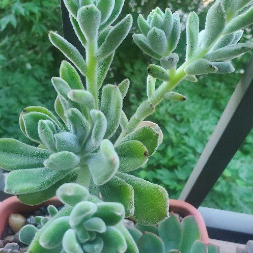 Fuzzy Wuzzy