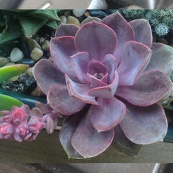 Echeveria 'Perle von Nurnberg' plant