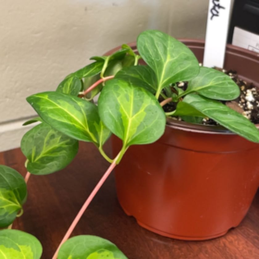 Photo of the plant species Maculata Periwinkle by @TrustyLilac named Winkle on Greg, the plant care app
