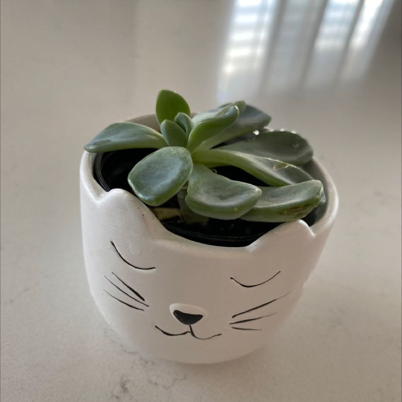 A healthy succulent plant in a decorative pot on a light-colored surface.