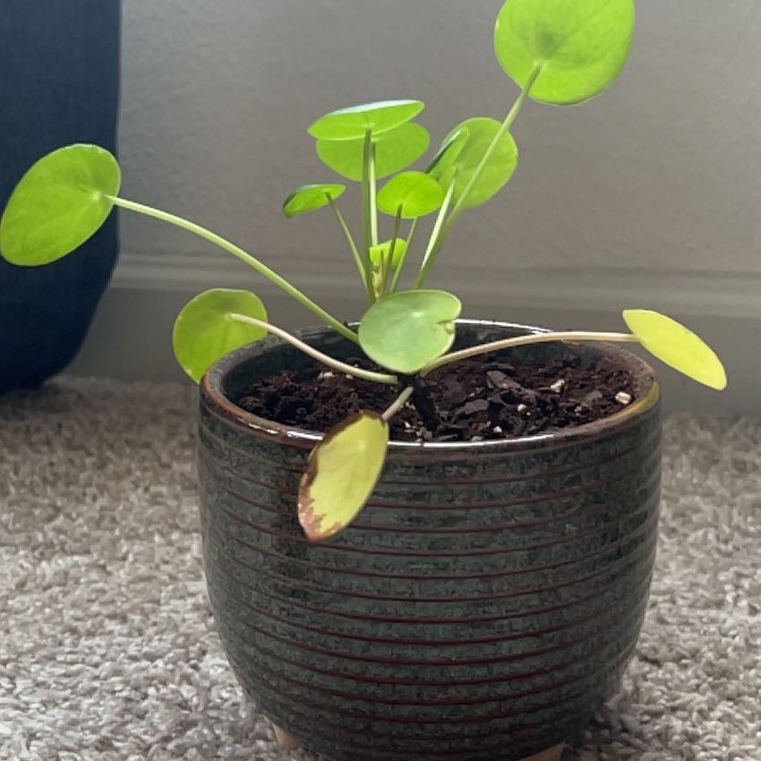 Photo of the plant species Variegated Chinese Money Plant by @JovialBlusher named Nova on Greg, the plant care app