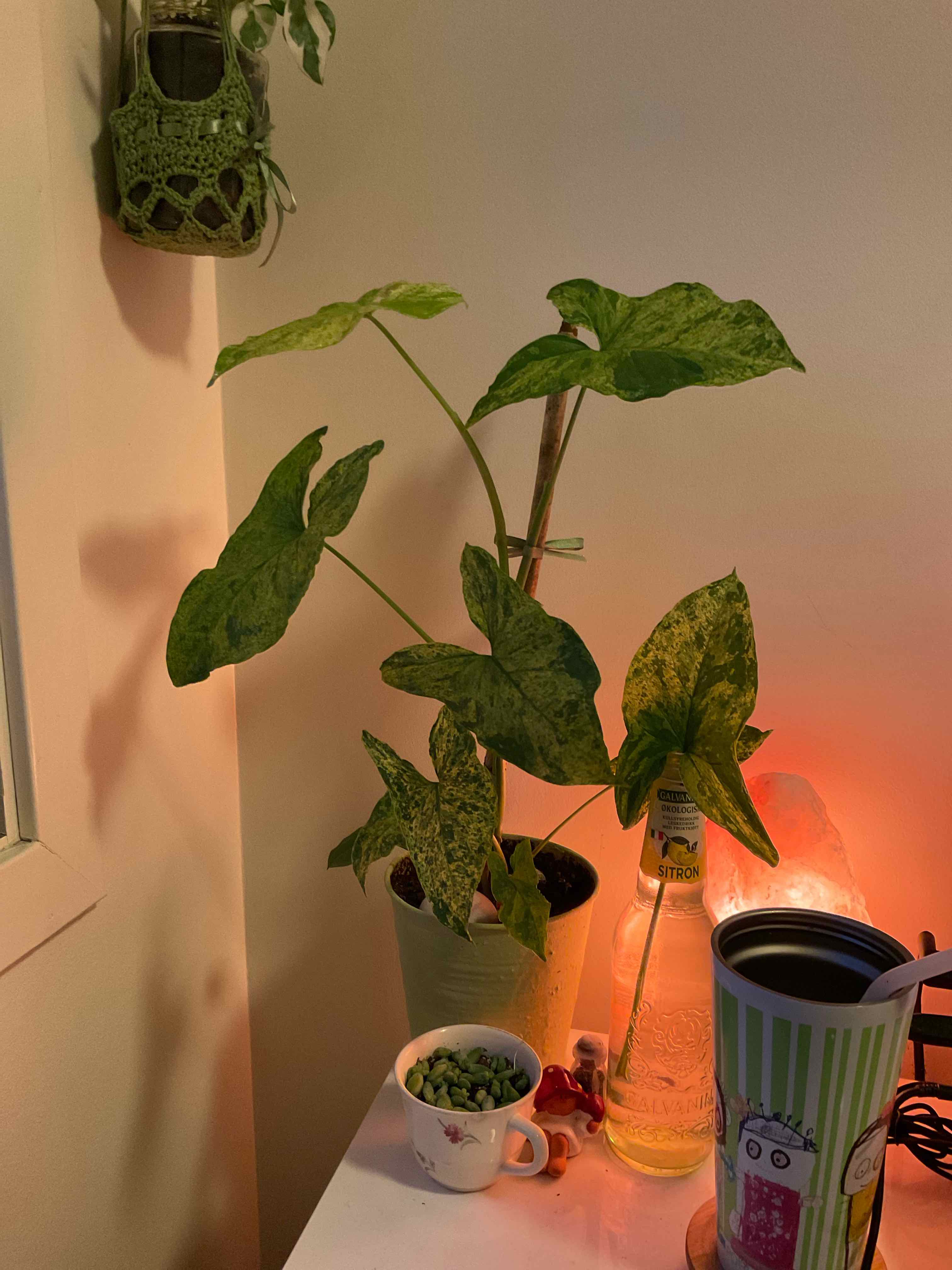 Syngonium podophyllum 'Mojito' plant with variegated leaves in a pot on a table.