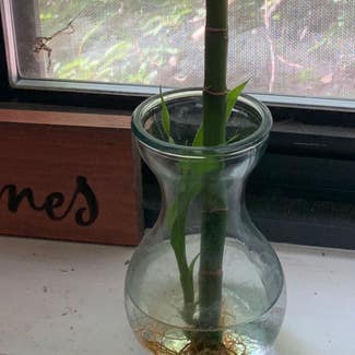 Lucky Bamboo plant in Bethesda, Maryland