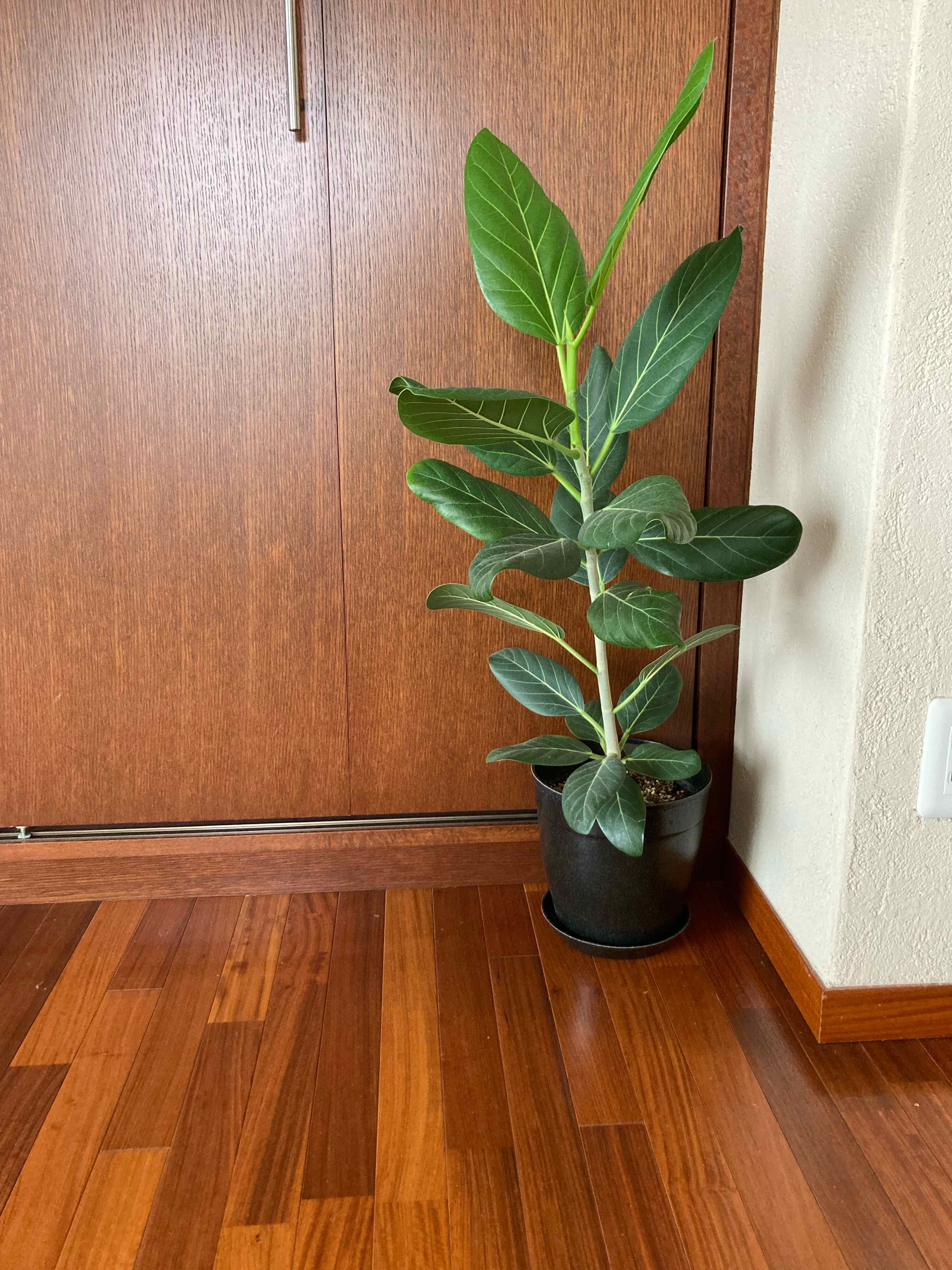 Ficus umbellata plant in a pot indoors with healthy green leaves.