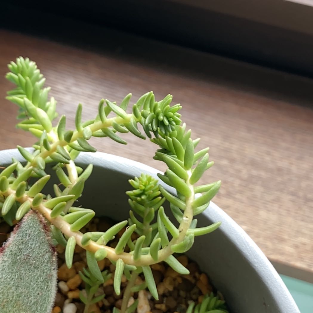 Pale Stonecrop plant in a pot with visible soil and healthy green leaves.
