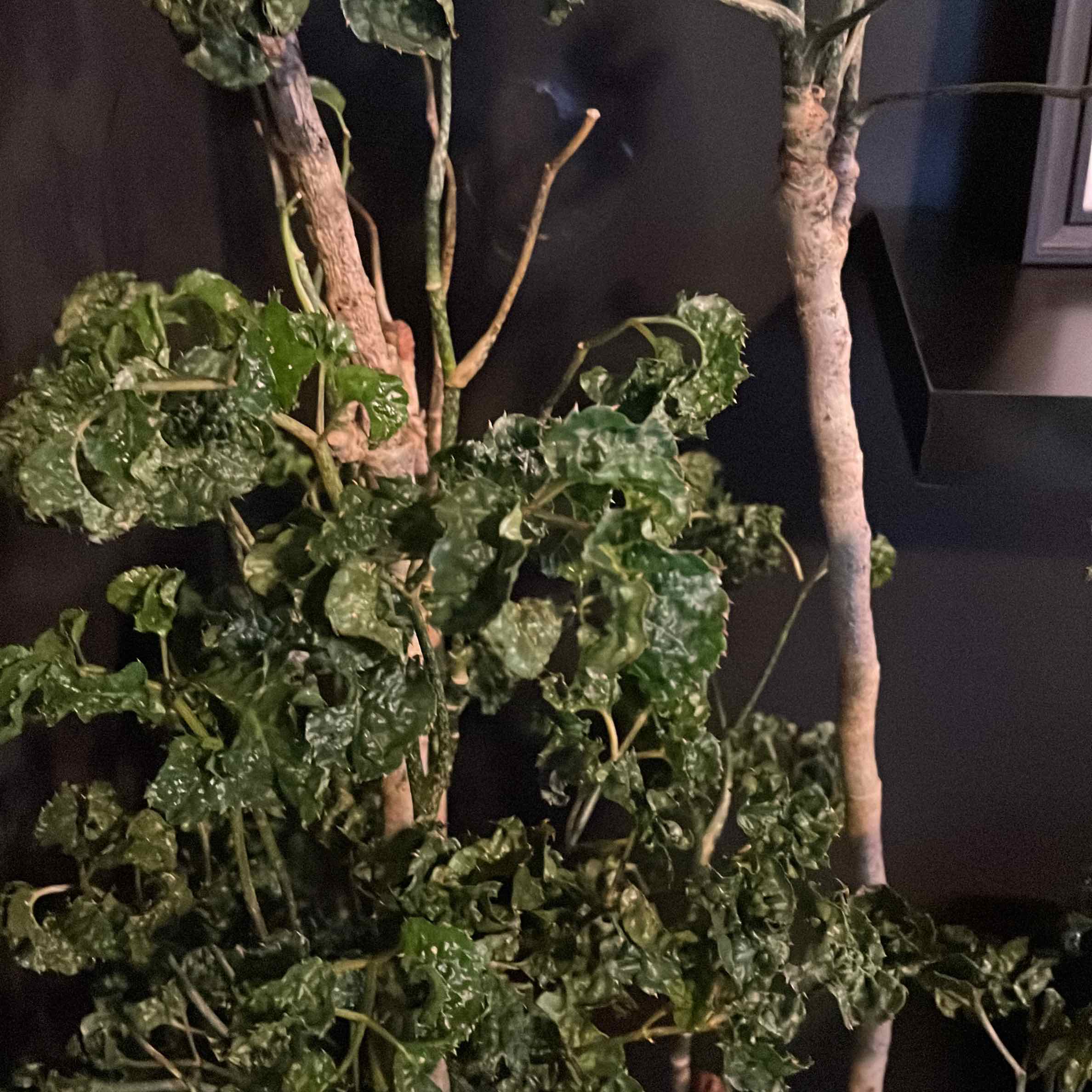 Plant care for Balansa's Aralia on Greg, the plant care app