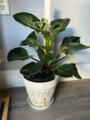 Philodendron Birkin plant photo by Jcplantproper named Dirk on Greg, the plant care app.