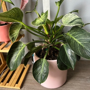 Philodendron Birkin plant photo by @JCPlantProper named Dirk on Greg, the plant care app.