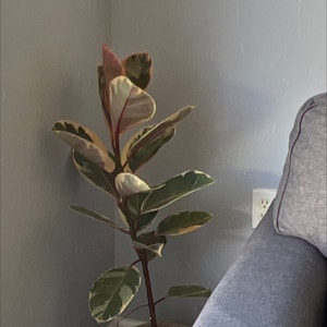 Rubber Plant plant photo by @JCPlantProper named Ruby on Greg, the plant care app.