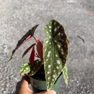 Polka Dot Begonia plant in Homestead, Florida