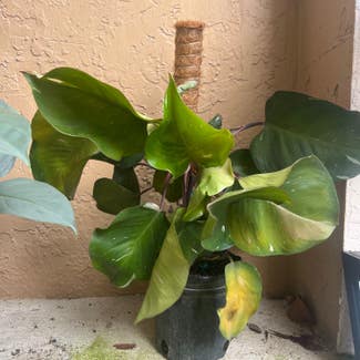 Pink Princess Philodendron plant in Homestead, Florida