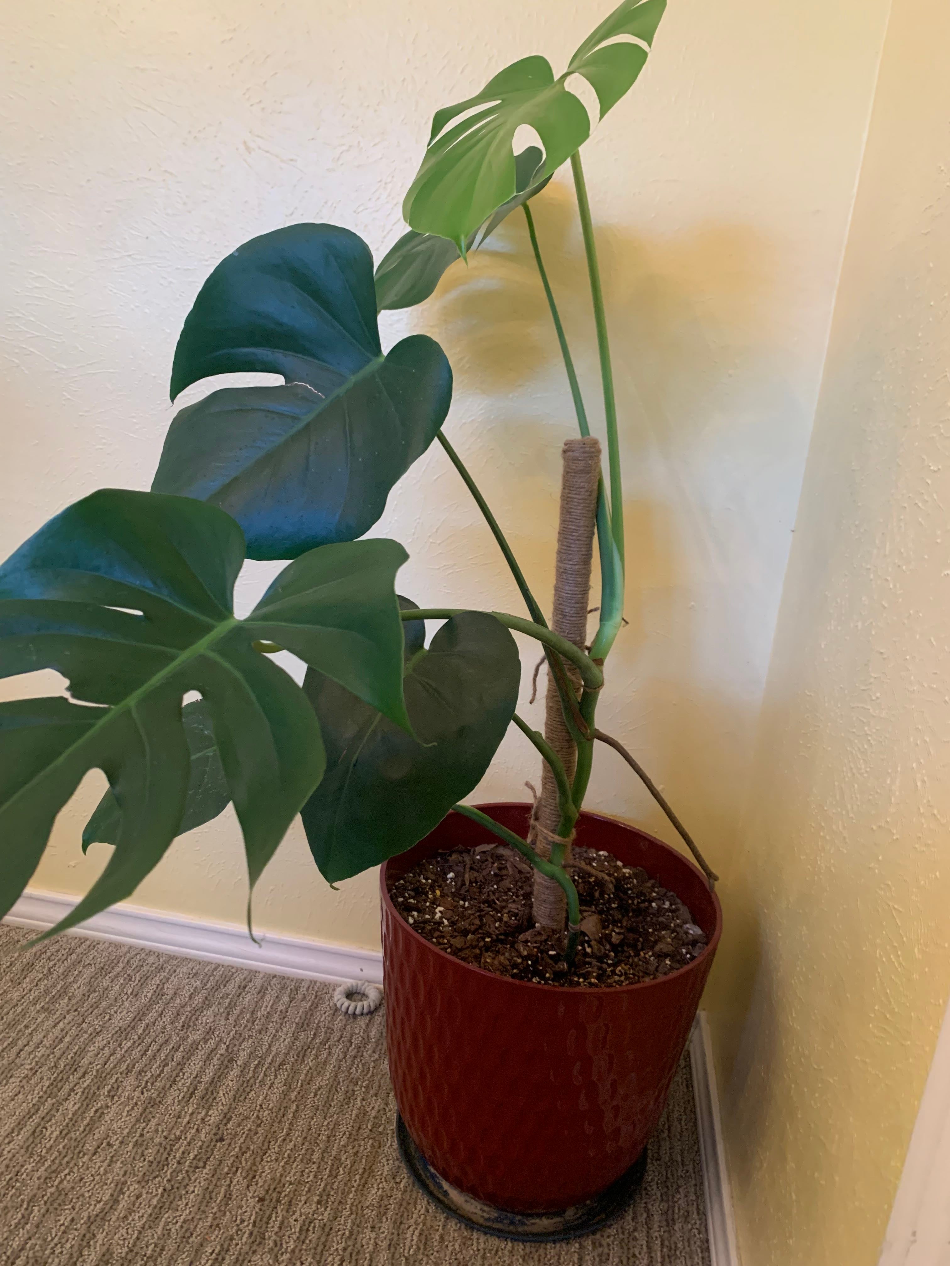 DIY jute pole for my Monstera