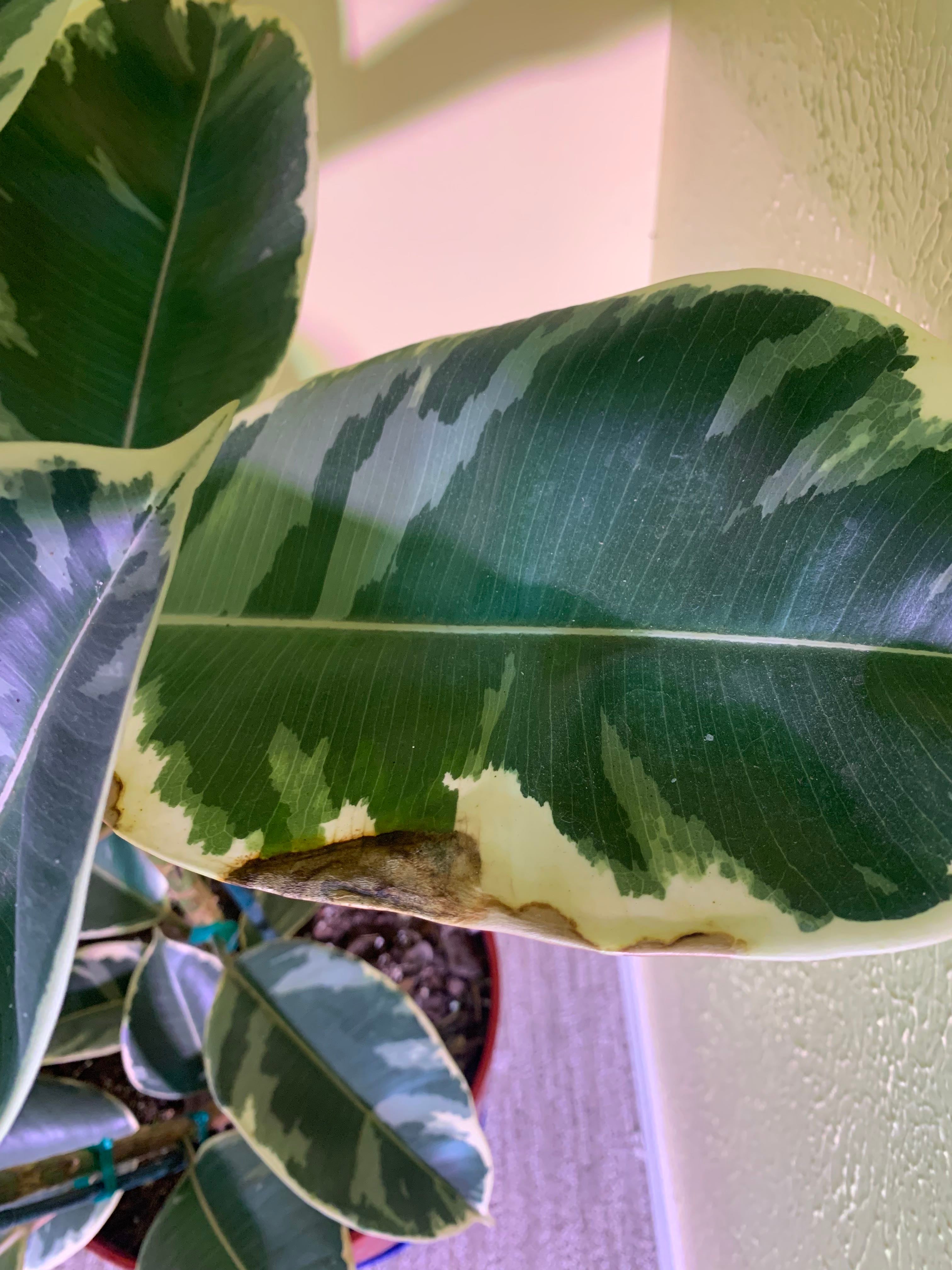 Brown spots on my rubber plant