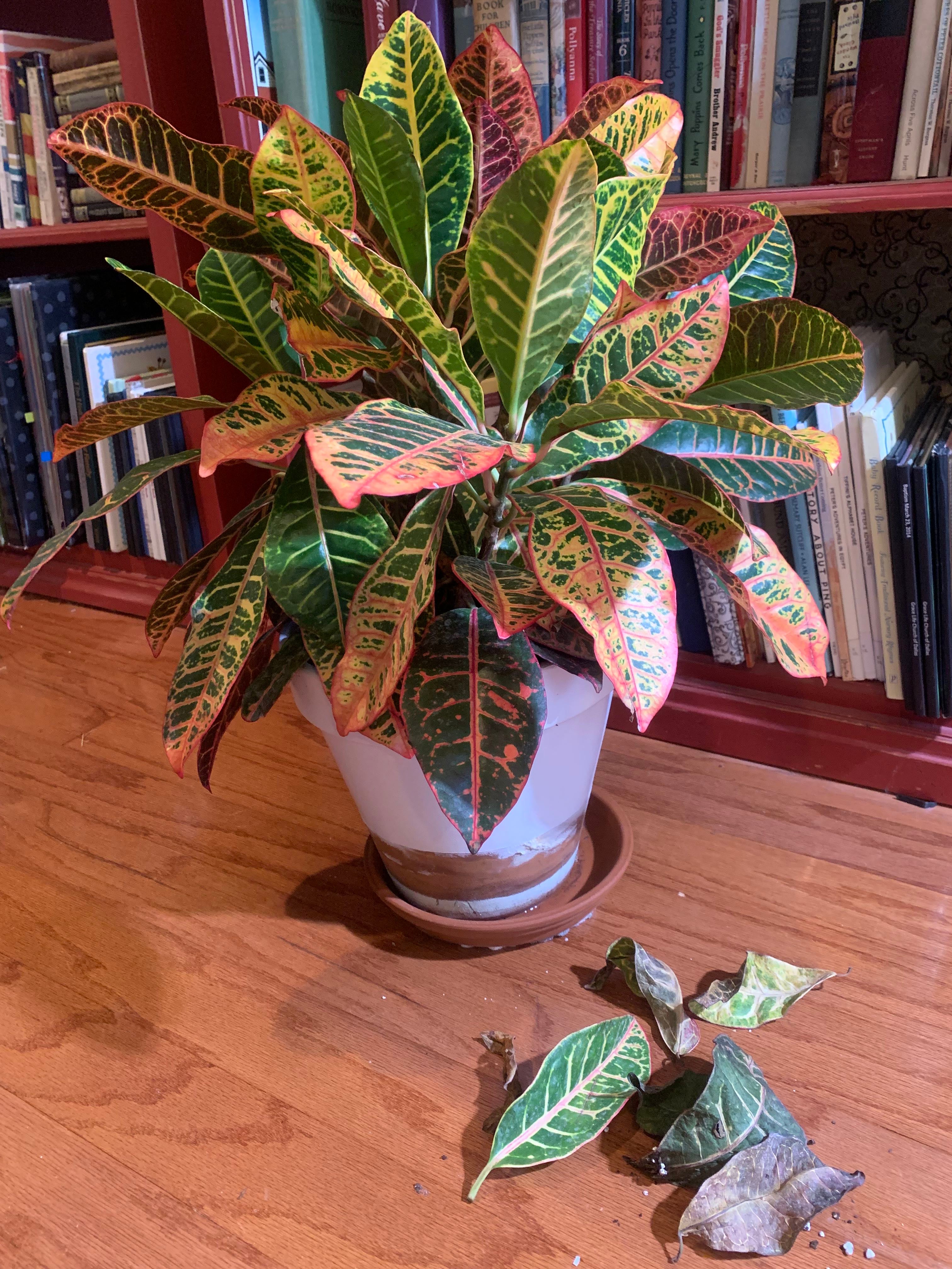 What why is my Croton dropping leaves?