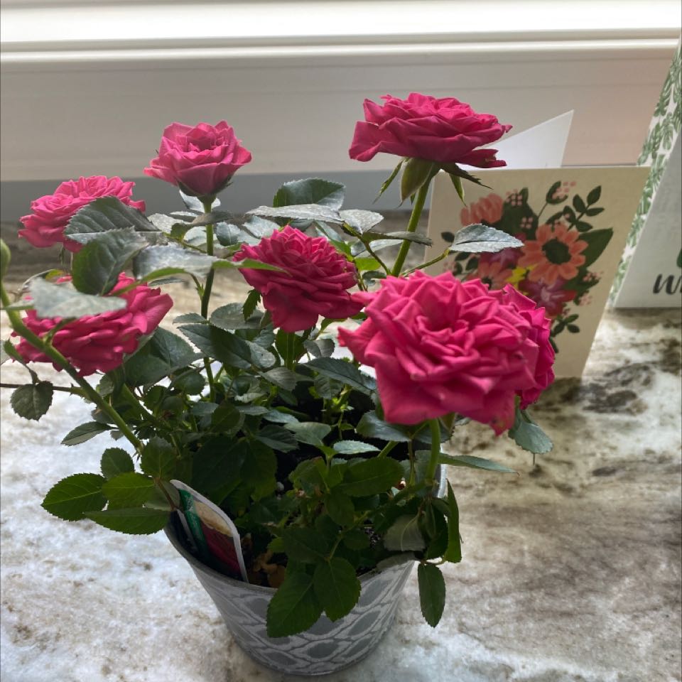 Potted plant with multiple pink flowers, identified as Beach Rose, appears healthy.