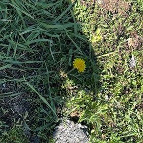 Photo of the plant species Rock Dandelion by Sydney named Harper on Greg, the plant care app