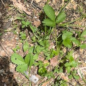 Photo of the plant species Norwegian Cinquefoil by Sydney named Cleopatra on Greg, the plant care app