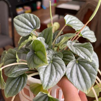 Emerald Ripple Peperomia plant in Somewhere on Earth
