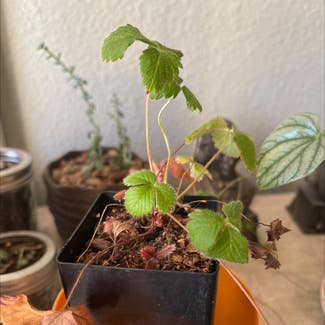 California Strawberry plant in Somewhere on Earth