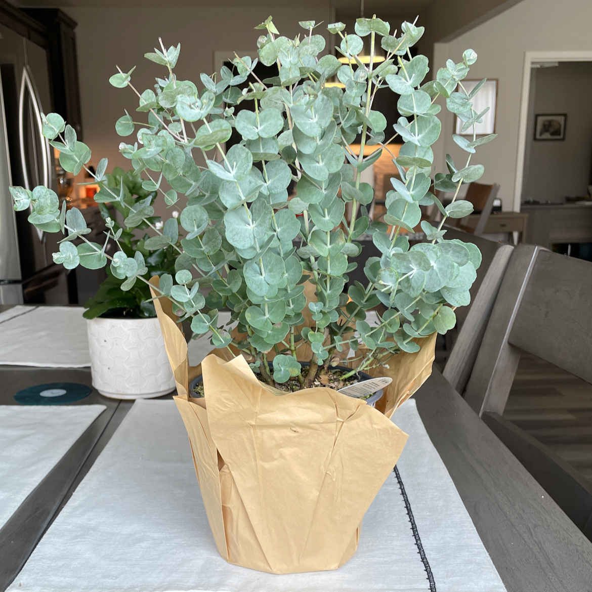 Thriving Silver Dollar Tree plant with dense, round silver-green leaves in brown paper wrapping sitting on light surface indoors.