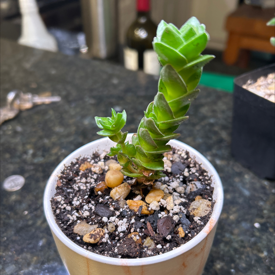 Crassula 'Buddha's Temple' plant in a small pot with visible soil, appears healthy.