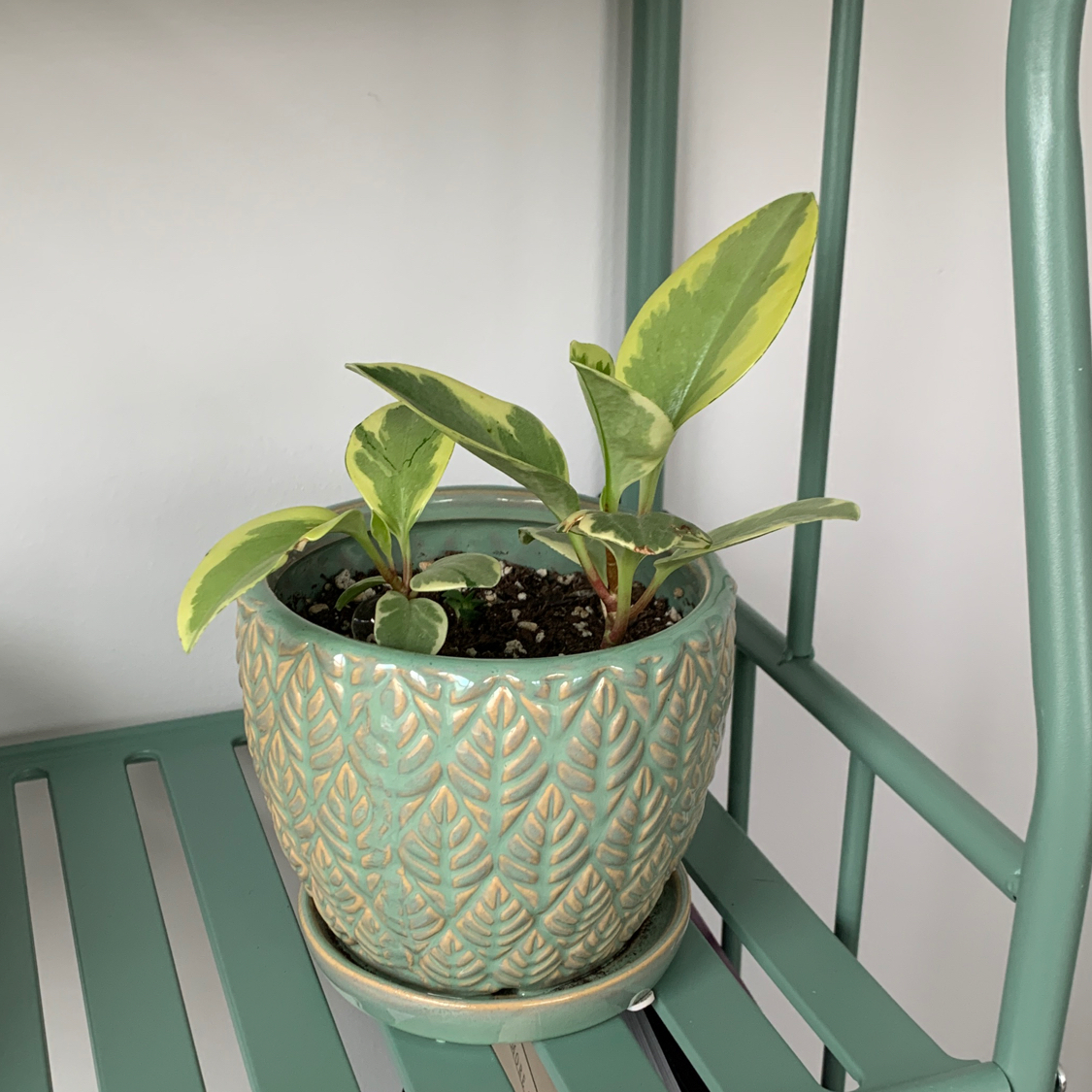 Baby Rubber Plant plant photo by @kali_tryin_hard named Franny on Greg, the plant care app.