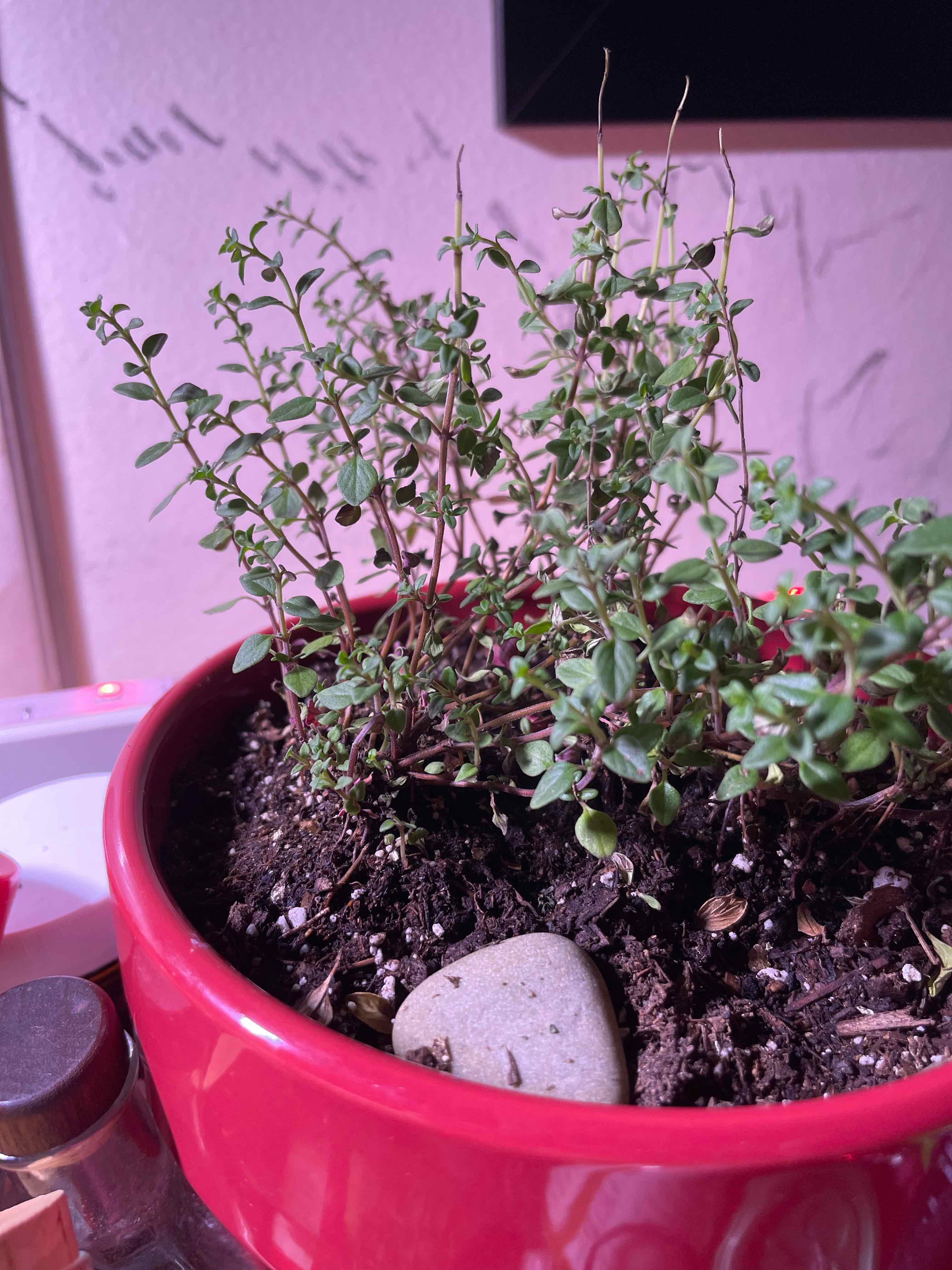 Lemon Thyme plant in a red pot with visible soil, appearing healthy.